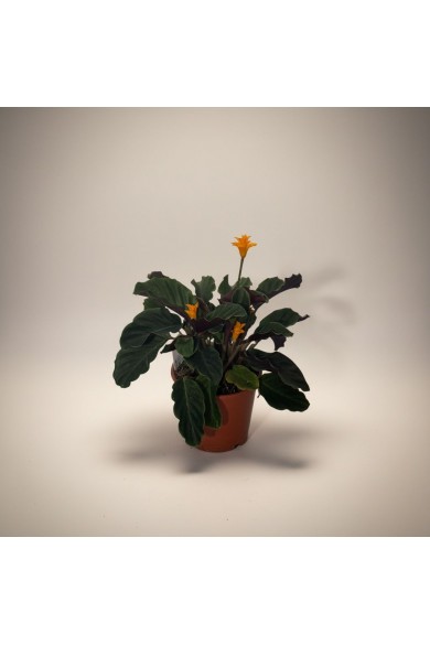 Calathea Crocata – Dua Çiçeği